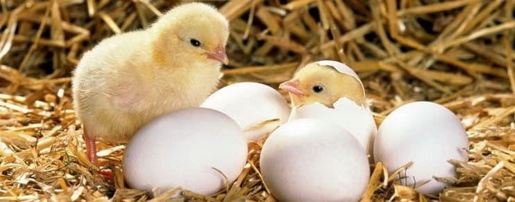 Продажа бройлеров